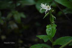 Habenaria foliosa
